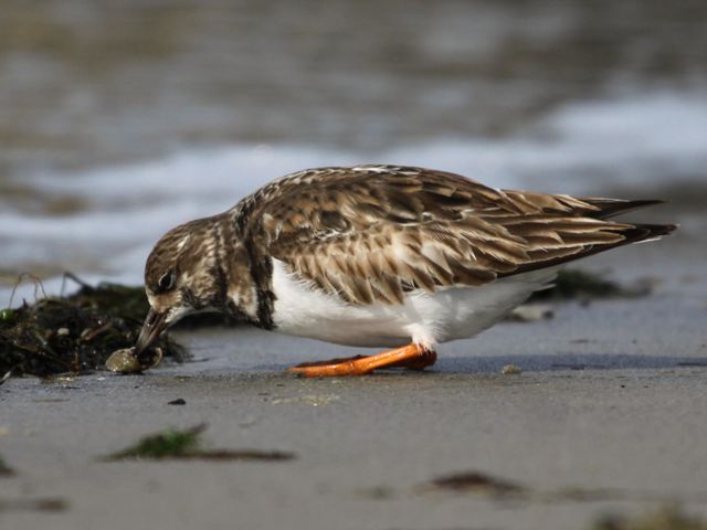 Ruddy Turnstone